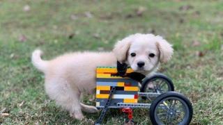 12-годишно момче направи проходилка от LEGO за своето кученце с увреждания (видео и снимки)