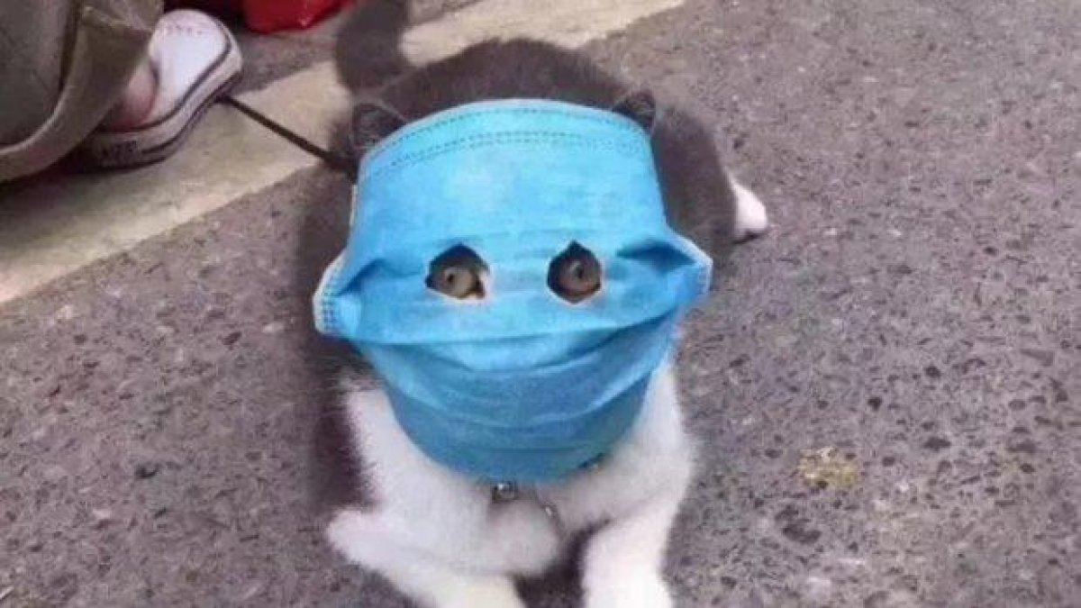 Снимки на китайска котка с маска против коронавируса станаха вайръл в мрежата