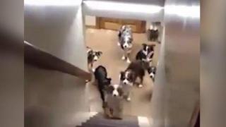 Кучета, кръстени на френски политици си чакат реда, докато не ги повикат по име (видео и снимки)