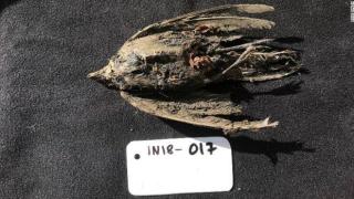 Запазено тяло на птица на повече от 46 000 години намериха в Сибир