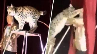 Рис нападна дресьора си по време на цирково представление (видео 18+)