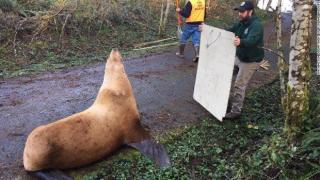Морски лъв измина километри по суша в търсене на вода (снимки)