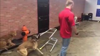 Куче, дресирано за асистент, се проваля по зрелищен начин (видео и снимки)