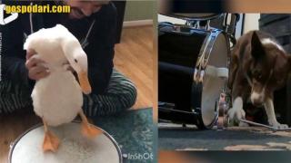 Вижте един необичаен музикален дует (видео)