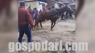 Роми бият брутално коне с пръчка, за да теглят тежък бетонен блок на Тодоровден (видео 18+)