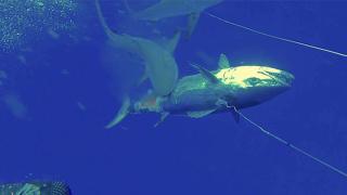 Водолаз с харпун се спречка за улова си с три гладни акули (видео и снимки)