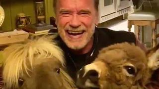 Арнолд Шварценегер и понитата му  призоваха да си останем вкъщи (видео и снимки)
