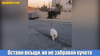 Как да разходим кучето по време на карантина (видео)