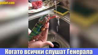 Хамелеон ни демонстрира как се поддържа лична хигиена (видео)