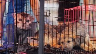 Град в Китай забранява яденето на кучета и котки
