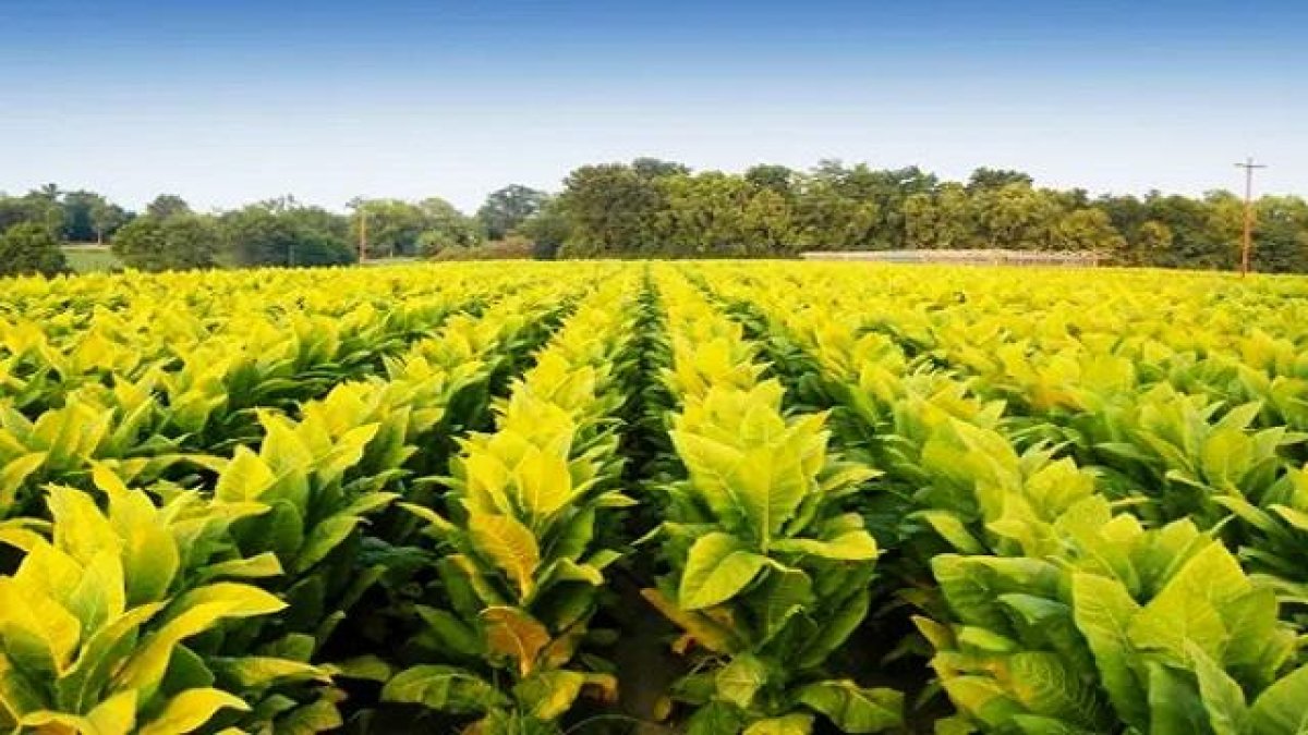 Тютюневият производител "British American Tobacco" твърди, че разработва ваксина срещу Covid-19, която ще е готова през юни