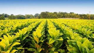 Тютюневият производител "British American Tobacco" твърди, че разработва ваксина срещу Covid-19, която ще е готова през юни