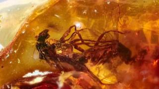 Кехлибар е запечатал две мухи, докато са се чифтосвали преди 41 милиона години (снимки)