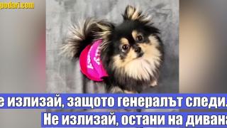 Песента "Светът е за двама" в коронавирус вариант, изпята от куче (видео)