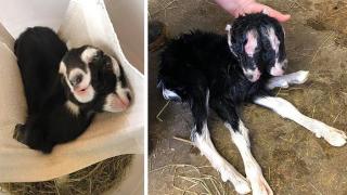 Козле с две глави се роди във ферма в САЩ (видео и снимки)