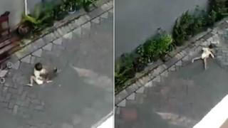 Маймуна сграбчва малко дете и го влачи по улицата (видео и снимки)