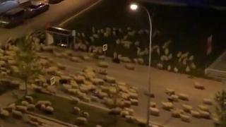 Стотици овце преминаха по улиците на турски град по време на карантината (видео)