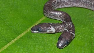 Рядко срещана двуглава змия се бори сама със себе си за плячка (видео и снимки)