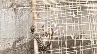 Спасиха бедстващ леопард, паднал в кладенец в Индия (видео и снимки)