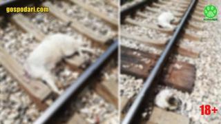 Изроди вързаха куче за ЖП-линията в с. Макоцево, влакът е минал през него (снимки 18+)