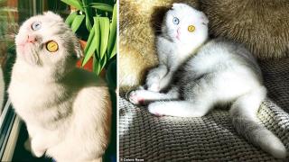 Уникално красива котка има две напълно различни на цвят очи (видео и снимки)
