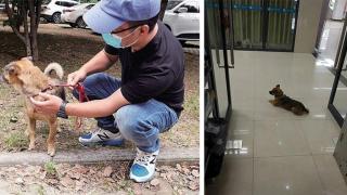 Вярно куче чака 3 месеца стопанина си в болницата, в която той е починал от Covid-19 (снимки)