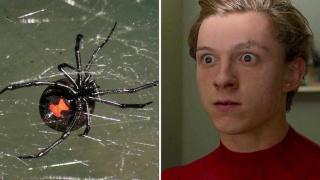 Три деца се оставиха да бъдат ухапани от силно отровен паяк, за да се превърнат в Спайдърмен