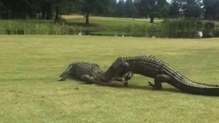 Два алигатора заклещиха челюстите си в смъртоносна схватка на голф игрище (видео и снимки)
