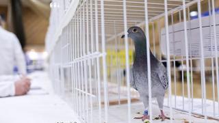 В Индия арестуваха гълъб  по подозрение, че е пакистански шпионин (снимки)