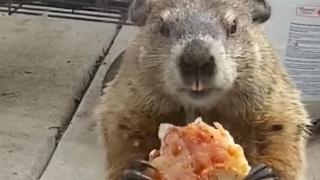 Мармот се промъкна на верандата на къща, за да похапне парче пица (видео и снимки)