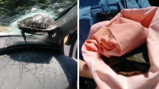 Костенурка се вряза в предното стъкло на движещ се автомобил  (видео и снимки)