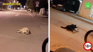 Умишлено отровени кучета умират в агония по улиците на Гоце Делчев (видео и снимки 18+)