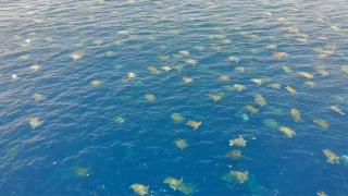 Уникални кадри от дрон показват най-голямото струпване на морски костенурки край бреговете на Големия бариерен риф (видео)