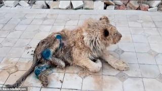 Краката на малко лъвче са били умишлено чупени, за да позира мирно за снимки с туристи на руски плаж (видео и снимки)