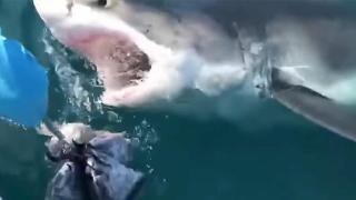 Огромна бяла акула се опита да отмъкне улова от рибарска лодка недалеч от атлантическия бряг на САЩ (видео и снимки)