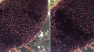 Учени: Пчелите могат да различават числа