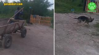 Кон на каруца, управлявана от малолетни, припадна и удари кола