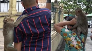 Разгонени маймуни тормозят жителите на тайландски град (видео и снимки)