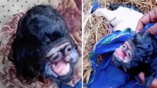 Козле, родено с очи върху устната, бе обявено за божество в Индия (видео и снимки)