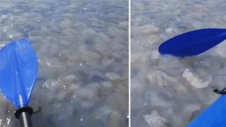 Ентусиасти с кану гребат през гигантска "супа" от медузи (видео и снимки)