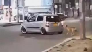 Сърцераздирателно видео на изоставено куче, което тича след автомобила на собственика си възмути мрежата (видео)