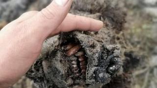 Руски учени откриха  напълно запазено тяло на пещерна мечка, умряла преди около 30 000 години (снимки)