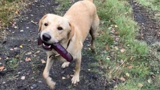 Жена попадна в конфузна ситуация, след като лабрадорът ѝ отказа да пусне намерена секс-играчка (снимки)