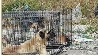 Бездомни кучета в клетки са захвърлени на сметището в Самоков (видео)