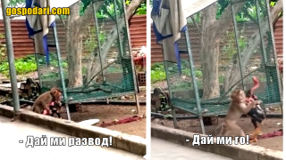 Животни проявяват човешки черти (видео)