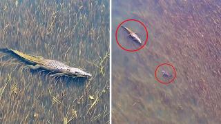 Кадри от дрон показват рядък сблъсък за територия между гигантски крокодил и акула (видео)