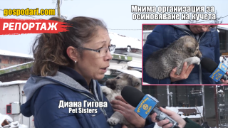 Осиновяването на кучета – мисията (не)възможна? (РЕПОРТАЖ)