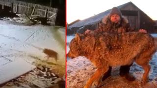 Фермер удуши вълк с голи ръце, след като хищникът нападна и уби дворните му кучета (видео)