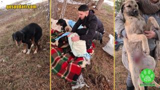 Захвърлиха упоени кастрирани кучета с кървящи рани в снега извън Кърджали (снимки)
