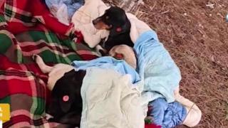 Ще закрият ли общинския център в Кърджали, изхвърлил кастрирани кучета? (видео)